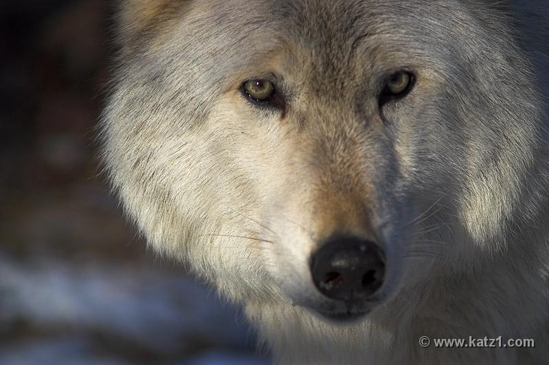 Arctic Wolf 051